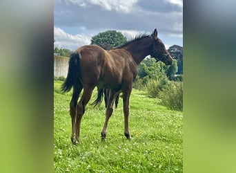 Deutsches Reitpony, Hengst, 1 Jahr, Dunkelbrauner