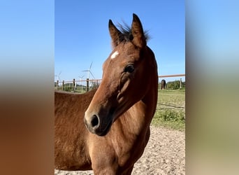 Deutsches Reitpony, Hengst, 1 Jahr, Dunkelbrauner