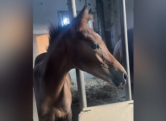 Deutsches Reitpony, Hengst, 1 Jahr, Dunkelbrauner