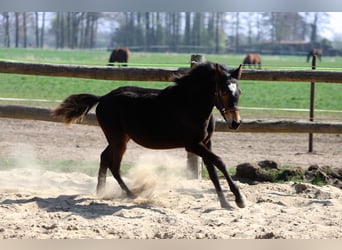 Deutsches Reitpony, Hengst, 1 Jahr, Dunkelbrauner