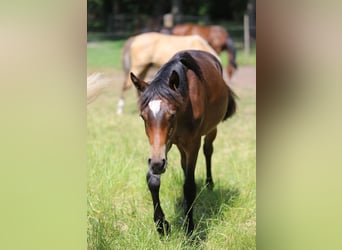 Deutsches Reitpony, Hengst, 1 Jahr, Dunkelbrauner