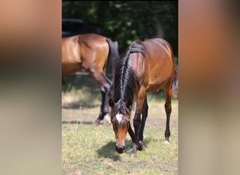 Deutsches Reitpony, Hengst, 1 Jahr, Dunkelbrauner