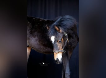Deutsches Reitpony, Hengst, 1 Jahr, Dunkelbrauner