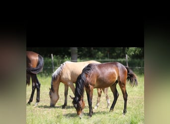 Deutsches Reitpony, Hengst, 1 Jahr, Dunkelbrauner