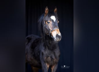 Deutsches Reitpony, Hengst, 1 Jahr, Dunkelbrauner