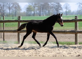 Deutsches Reitpony, Hengst, 1 Jahr, Dunkelbrauner
