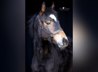 Deutsches Reitpony, Hengst, 1 Jahr, Dunkelbrauner