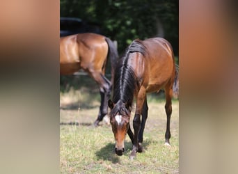 Deutsches Reitpony, Hengst, 1 Jahr, Dunkelbrauner