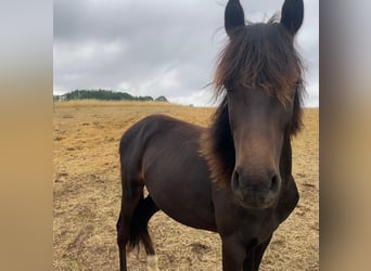 Deutsches Reitpony, Hengst, 1 Jahr, Dunkelbrauner