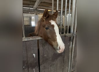 Deutsches Reitpony, Hengst, 1 Jahr, Dunkelfuchs