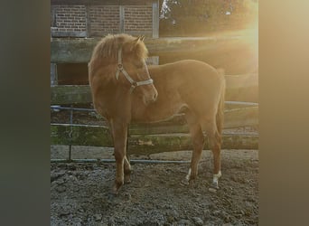 Deutsches Reitpony, Hengst, 1 Jahr, Dunkelfuchs