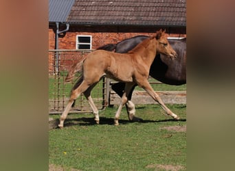 Deutsches Reitpony, Hengst, 1 Jahr, Dunkelfuchs