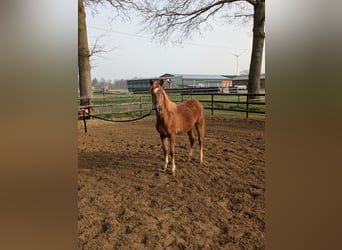 Deutsches Reitpony, Hengst, 1 Jahr, Dunkelfuchs