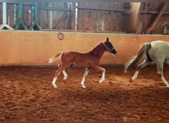 Deutsches Reitpony, Hengst, 1 Jahr, Dunkelfuchs