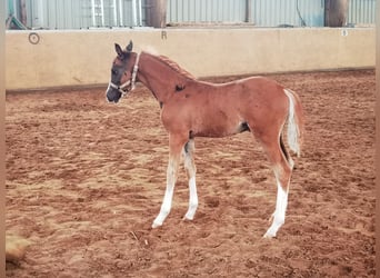 Deutsches Reitpony, Hengst, 1 Jahr, Dunkelfuchs