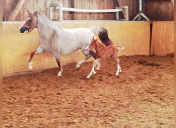 Deutsches Reitpony, Hengst, 1 Jahr, Dunkelfuchs