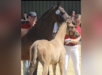 Deutsches Reitpony, Hengst, 1 Jahr, Falbe