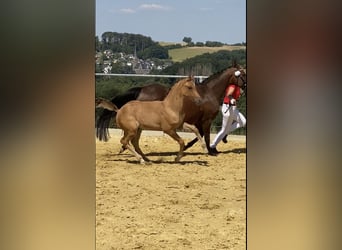 Deutsches Reitpony, Hengst, 1 Jahr, Falbe