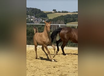 Deutsches Reitpony, Hengst, 1 Jahr, Falbe
