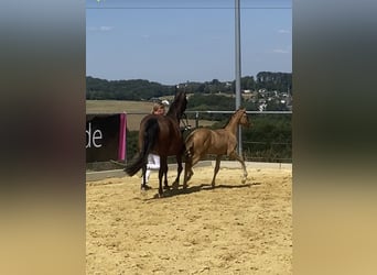 Deutsches Reitpony, Hengst, 1 Jahr, Falbe