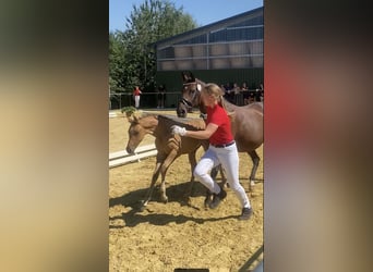Deutsches Reitpony, Hengst, 1 Jahr, Falbe