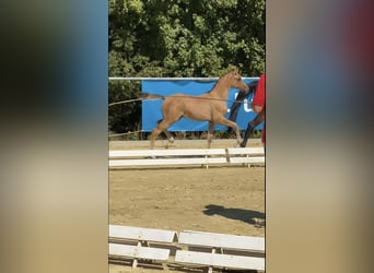 Deutsches Reitpony, Hengst, 1 Jahr, Falbe