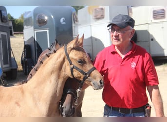 Deutsches Reitpony, Hengst, 1 Jahr, Falbe
