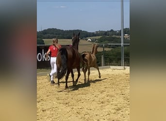 Deutsches Reitpony, Hengst, 1 Jahr, Falbe