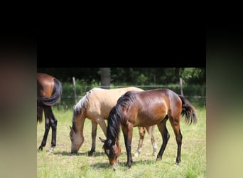 Deutsches Reitpony, Hengst, 1 Jahr, Falbe