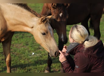 Deutsches Reitpony, Hengst, 1 Jahr, Falbe