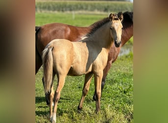 Deutsches Reitpony, Hengst, 1 Jahr, Falbe