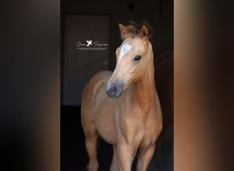 Deutsches Reitpony, Hengst, 1 Jahr, Falbe