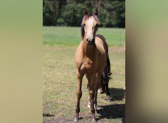 Deutsches Reitpony, Hengst, 1 Jahr, Falbe