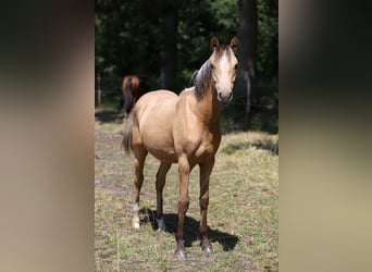 Deutsches Reitpony, Hengst, 1 Jahr, Falbe
