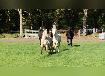 Deutsches Reitpony, Hengst, 1 Jahr, Falbe