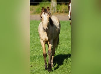 Deutsches Reitpony, Hengst, 1 Jahr, Falbe