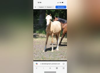 Deutsches Reitpony, Hengst, 1 Jahr, Falbe