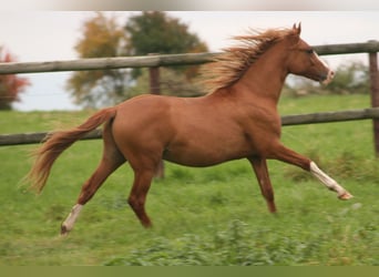 Deutsches Reitpony, Hengst, 1 Jahr, Fuchs