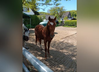 Deutsches Reitpony, Hengst, 1 Jahr, Fuchs