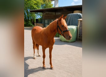 Deutsches Reitpony, Hengst, 1 Jahr, Fuchs