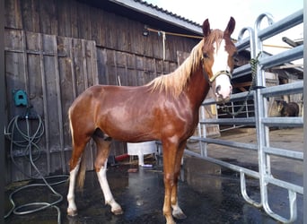Deutsches Reitpony, Hengst, 1 Jahr, Fuchs