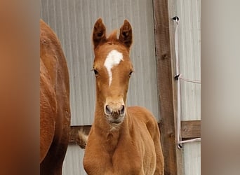 Deutsches Reitpony, Hengst, 1 Jahr, Fuchs
