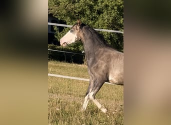 Deutsches Reitpony, Hengst, 1 Jahr, Kann Schimmel werden