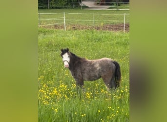 Deutsches Reitpony, Hengst, 1 Jahr, Kann Schimmel werden