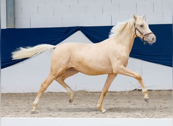 Deutsches Reitpony, Hengst, 1 Jahr, Palomino