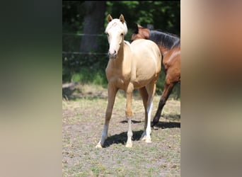 Deutsches Reitpony, Hengst, 1 Jahr, Palomino