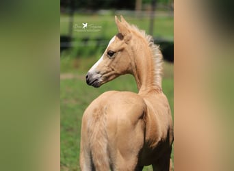 Deutsches Reitpony, Hengst, 1 Jahr, Palomino
