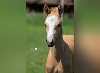 Deutsches Reitpony, Hengst, 1 Jahr, Palomino