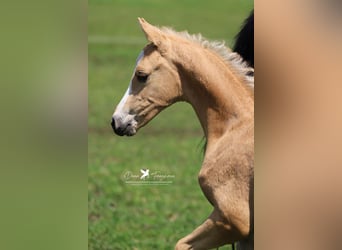 Deutsches Reitpony, Hengst, 1 Jahr, Palomino