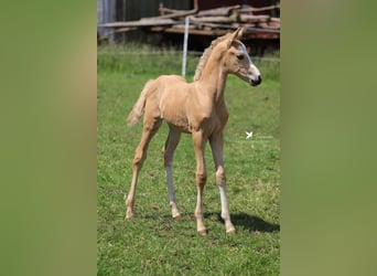 Deutsches Reitpony, Hengst, 1 Jahr, Palomino